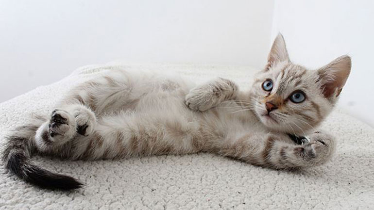 Γιατί οι γάτες αντιδρούν επιθετικά όταν προσπαθούμε να τις αγγίξουμε στην κοιλιά;