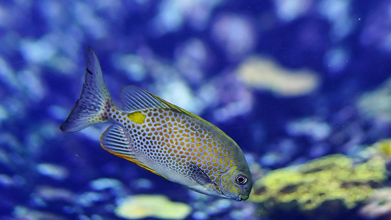 «Πράσινο φως» άναψε το δημοτικό συμβούλιο του δήμου Θεσσαλονίκης για την κατασκευή ενυδρείου