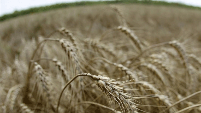Κίνα: Η φετινή ετήσια παραγωγή σιτηρών θα ξεπεράσει τα 650 δισεκατομμύρια κιλά