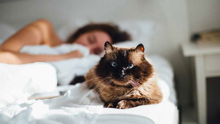 Μπορώ να κοιμάμαι στο ίδιο κρεβάτι με τη γάτα μου;