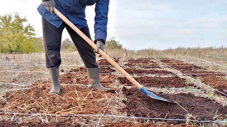 Θεσσαλονίκη: Βάζουν τον καφέ στο χωράφι με το στάρι ως λίπασμα
