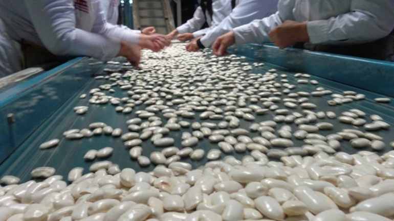 Στη δίνη της κλιματικής κρίσης οι φασολοπαραγωγοί στις Πρέσπες και στην Καστοριά