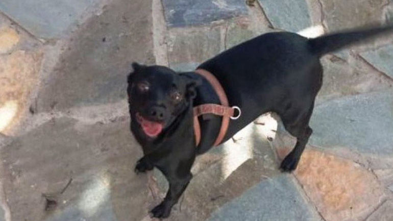 Αστυνομικός στα Χανιά υιοθέτησε σκυλίτσα που βρέθηκε στην αγκαλιά της νεκρής κηδεμόνος της