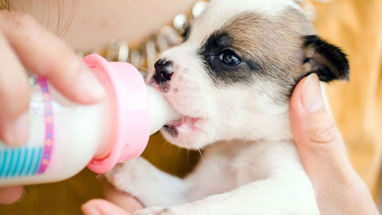 Μπορεί το κουτάβι να πίνει γάλα;