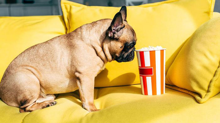 Μπορώ να δώσω στον σκύλο μου ποπ κορν;