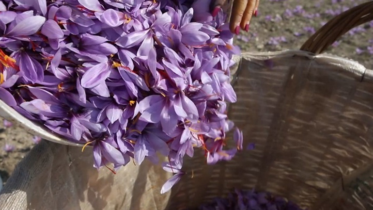 Κρόκος Κοζάνης: Το χρυσάφι της ελληνικής γης