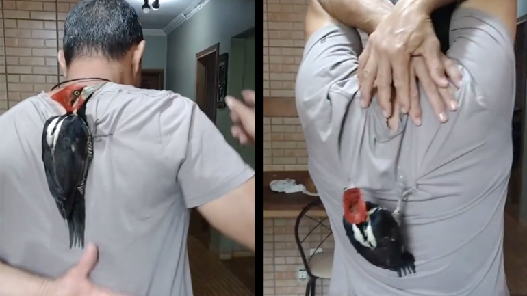 Ψάξε, ψάξε, δεν θα με βρεις!