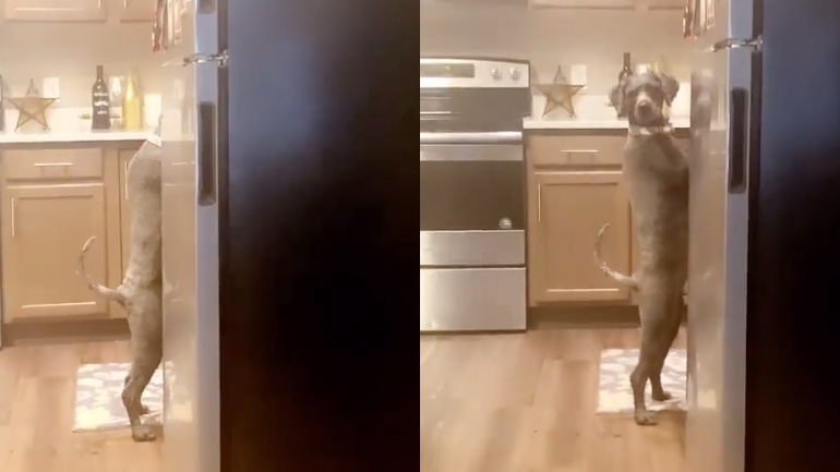 Ο σκύλος στην κουζίνα