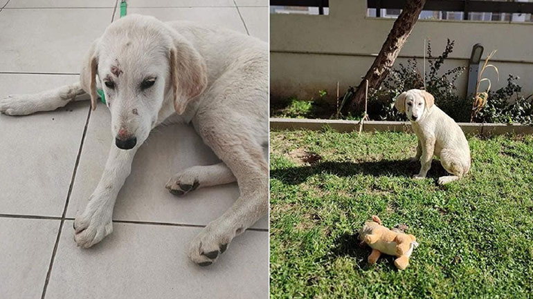 Βίασαν κουτάβι στην Αλεξανδρούπολη – 3.000 ευρώ σε όποιον δώσει πληροφορίες για τον δράστη