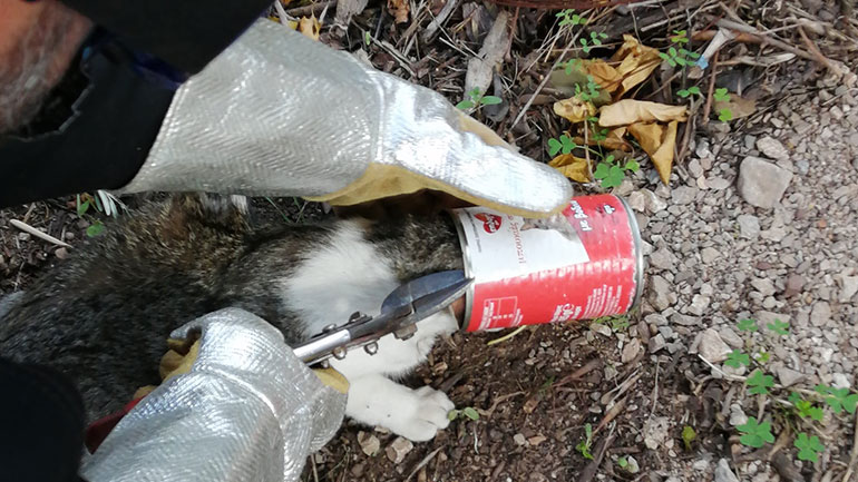 Εργαζόμενοι της MYTILINEOS απεγκλώβισαν γατάκι από κονσερβοκούτι Εργαζόμενοι της MYTILINEOS απεγκλώβισαν γατάκι από κονσερβοκούτι