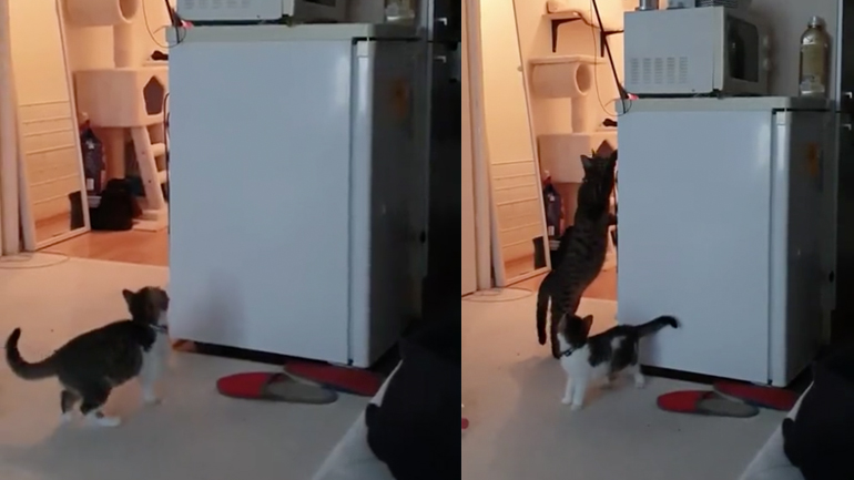 Η μαμά πιάνει το παιχνίδι του μωρού της