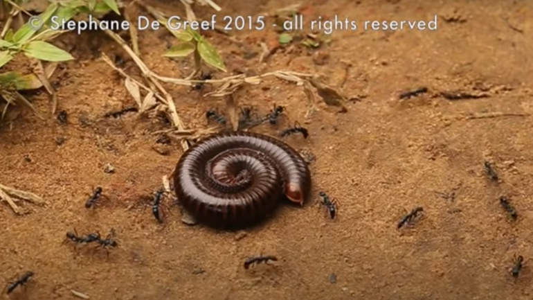 Μυρμήγκια εναντίον σαρανταποδαρούσας