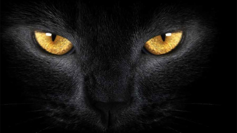 H «Ημέρα της Μαύρης Γάτας» και η ιστορία της
