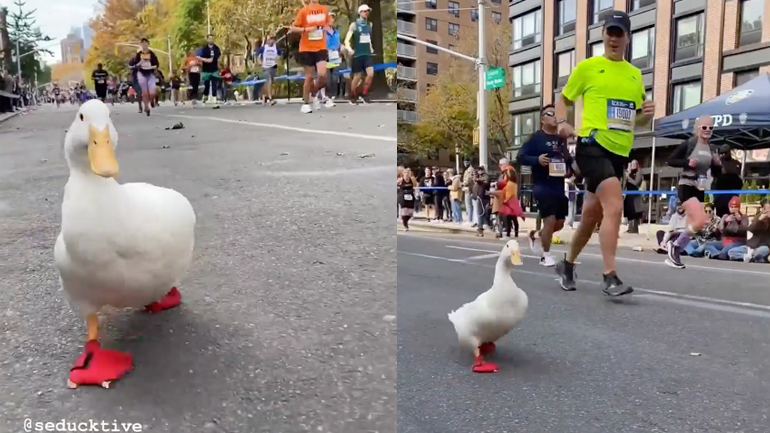 Πάπια πήρε μέρος στον Μαραθώνιο