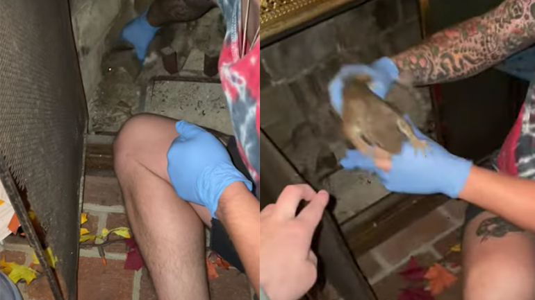 Διάσωση σκίουρου από καμινάδα