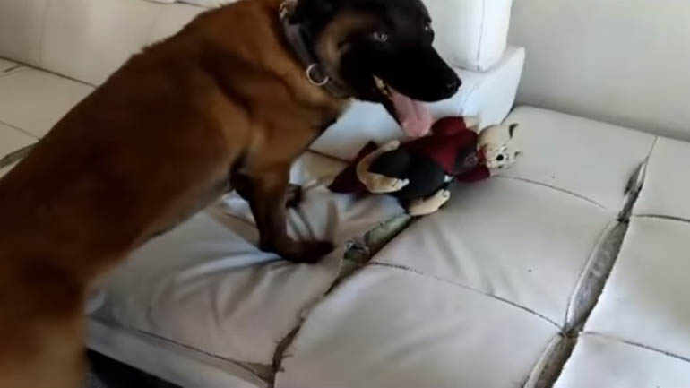 Θεσσαλονίκη: Αστυνομικός σκύλος οδήγησε στη σύλληψη μητέρας και γιου για διακίνηση ναρκωτικών