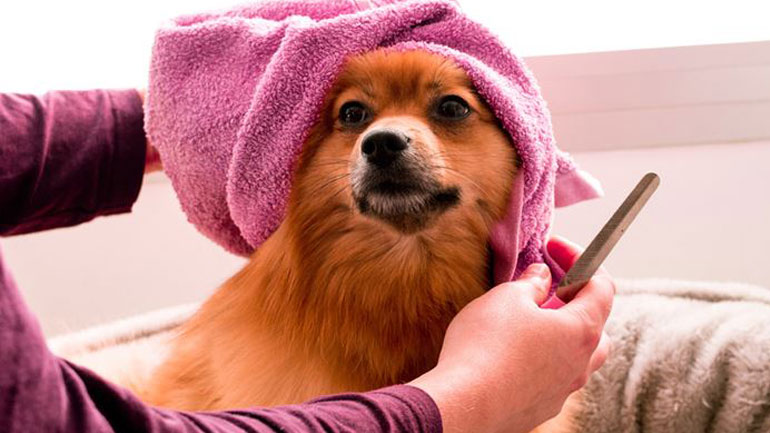 Tελικά πόσο συχνά πρέπει να κάνετε μπάνιο τον σκύλο σας;