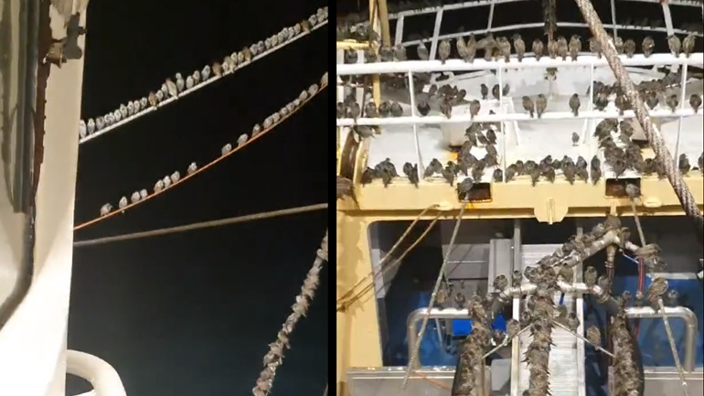 Aποδημητικά πουλιά κάνουν στάση σε ένα αλιευτικό σκάφος