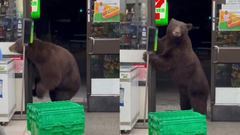 Αρκούδα μπαίνει σε κατάστημα για ψώνια