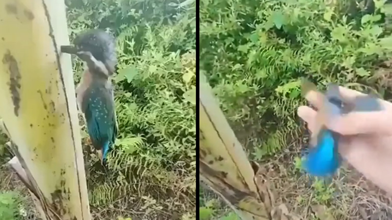 Aλκυόνη κολλημένη σε μπανανόδεντρο