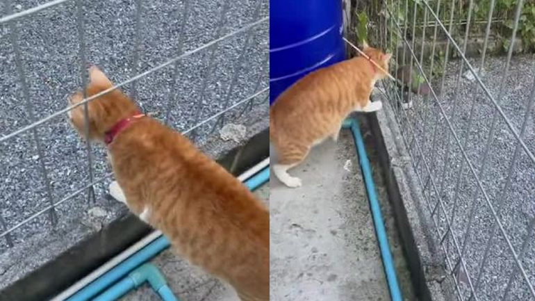 Πατέντα για να μην το σκάει η γάτα από τον φράχτη