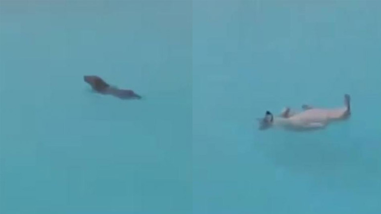 Σκύλος κάνει ύπτιο