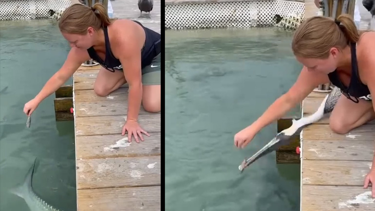 Πελεκάνος κλέβει ένα ψάρι