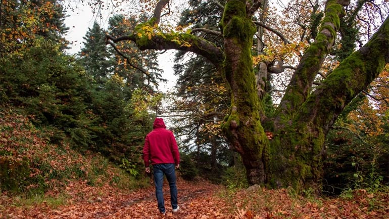 Βάργιανη, η πέτρινη νεράιδα του Παρνασσού