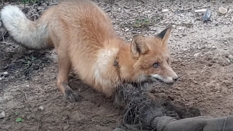 Άνδρας βοηθά μια παγιδευμένη αλεπού