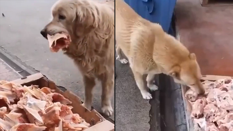 Δωρεάν σνακ για αδέσποτα σκυλιά