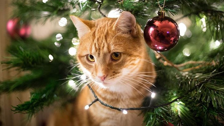 Πώς να τοποθετήσετε το χριστουγεννιάτικο δέντρο εάν έχετε γάτα