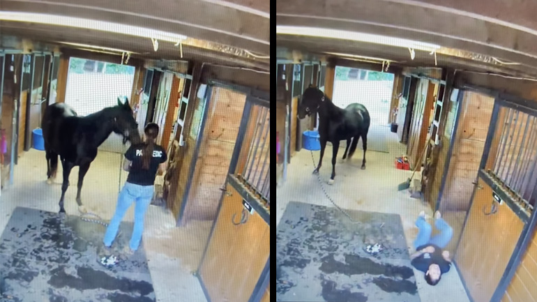 Άλογο φρικάρει κατά τη διάρκεια του καλλωπισμού του