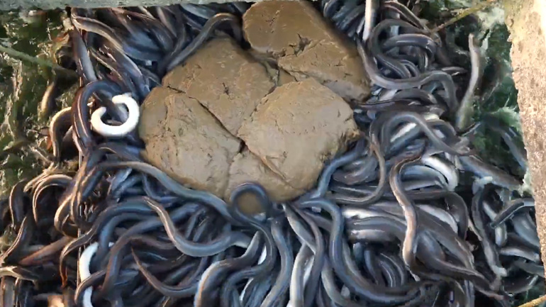 Ταΐζοντας χέλια σε ένα ιχθυοτροφείο στην Ταϊβάν