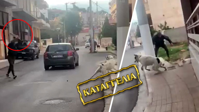 Μάνδρα: Σοβαρές καταγγελίες για άνδρα που επιτίθεται σε αδέσποτα