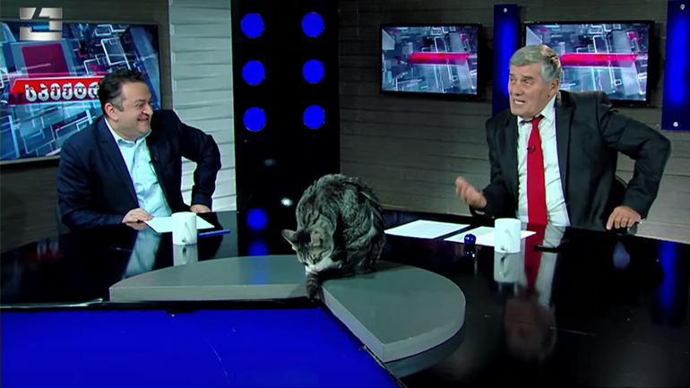 Γάτα κάνει εμφάνιση σε πολιτική εκπομπή