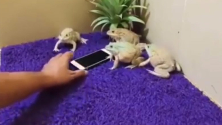 Βάτραχοι προστατεύουν ένα κινητό