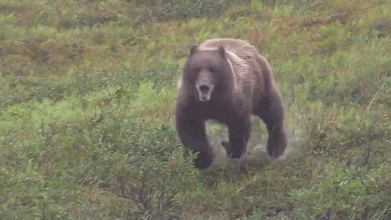 Όταν μια αρκούδα γκρίζλι έρχεται κατά πάνω σου!