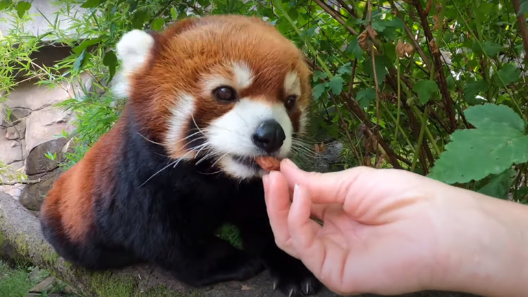 To αχόρταγο κόκκινο πάντα