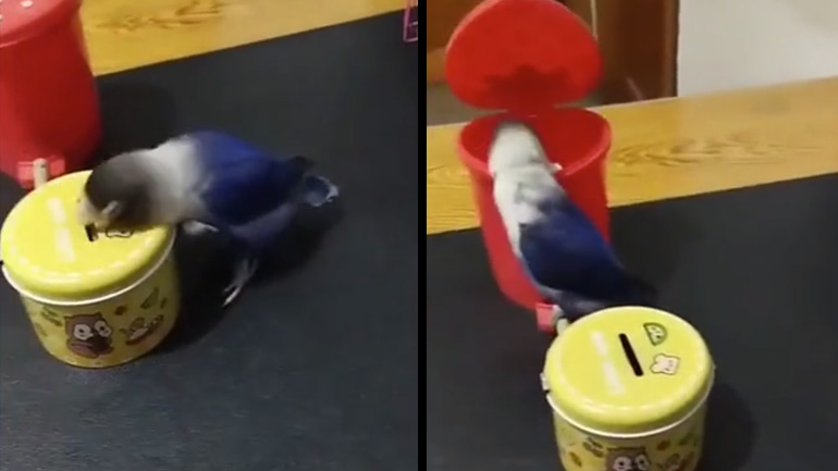 Παπαγάλος νοικοκύρης