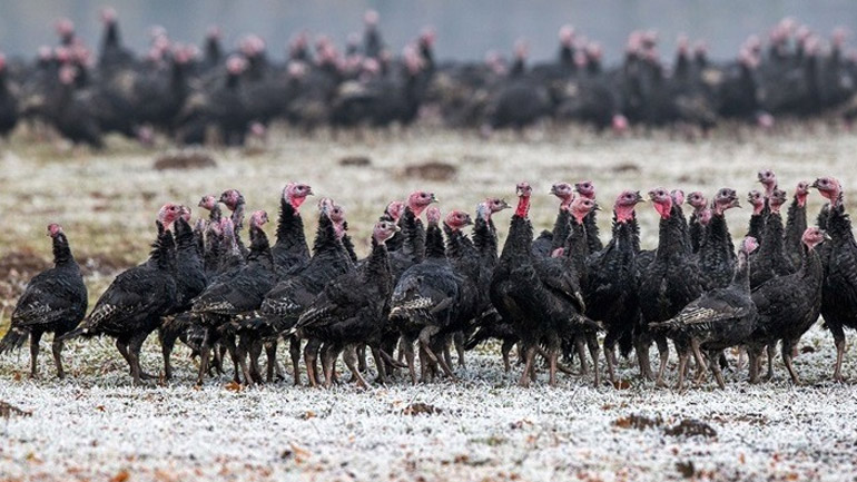Μέτρα για να αντιμετωπιστεί η γρίπη των πτηνών ζητεί ο Παγκόσμιος Οργανισμός για την Υγεία των Ζώων