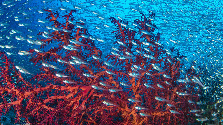 Οι άνθρωποι έχουν παραβιάσει έναν θεμελιώδη νόμο των ωκεανών