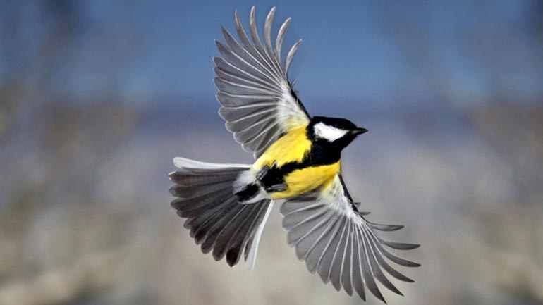 Συντονισμένη επιχείρηση κατάσχεσης άγριων πτηνών στο Σχιστό