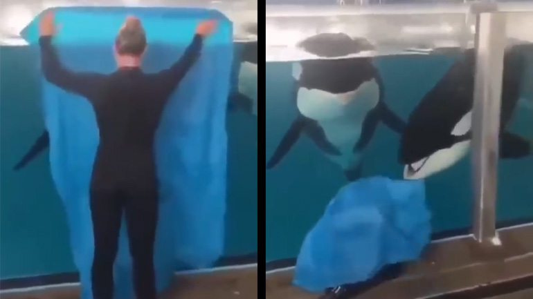 Γυναίκα παίζει κρυφτό με δύο φάλαινες όρκες Γυναίκα παίζει κρυφτό με δύο φάλαινες όρκες