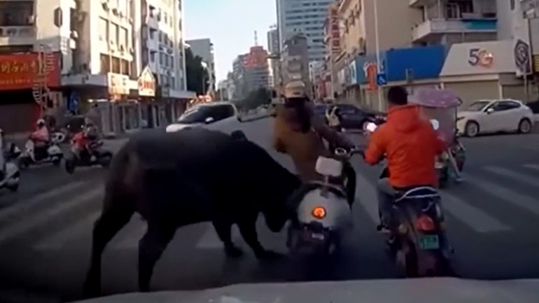 Ταύρος κάνει «ντου» σε διασταύρωση και χτυπάει μηχανόβιο