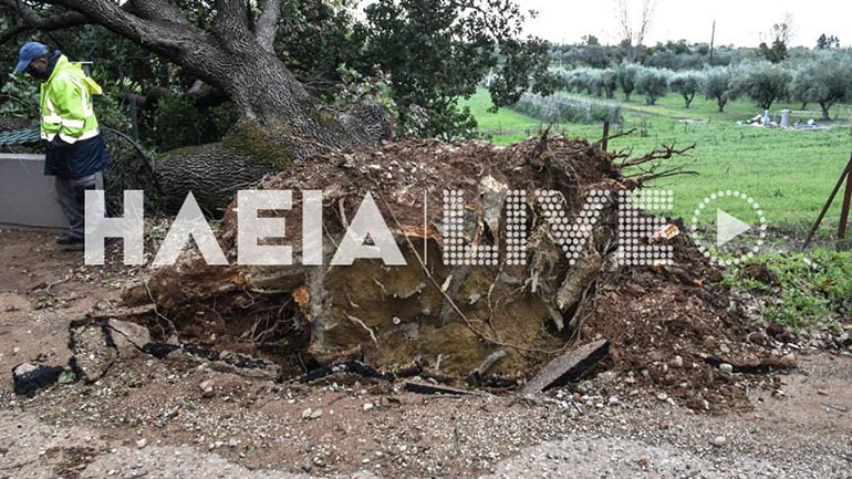 Κορακοχώρι: Αιωνόβια βελανιδιά καταπλάκωσε μάντρα σπιτιού – Πέθανε και ο ιδιοκτήτης