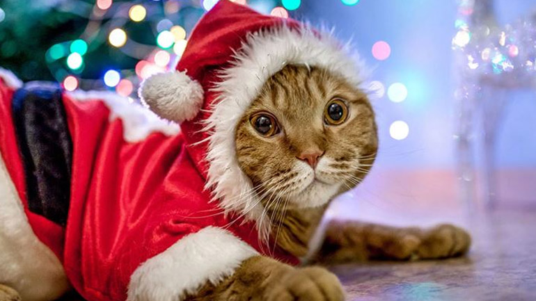 Χριστούγεννα με γάτα – Πώς να γιορτάσετε με ασφάλεια