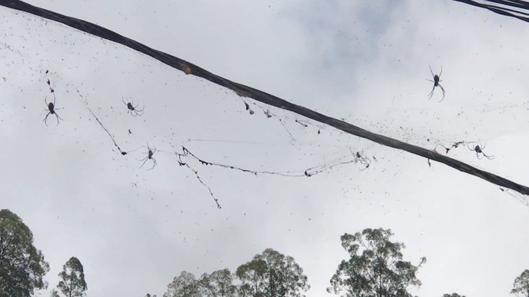 Χωριό καταλαμβάνεται από αράχνες