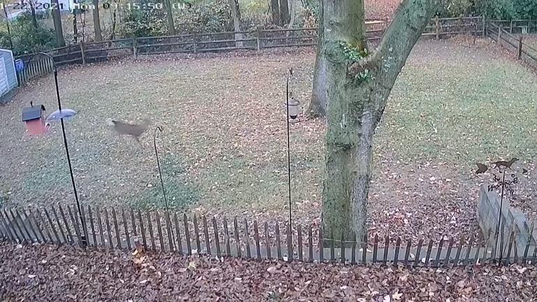 Ελάφι επιτίθεται σε σκύλο