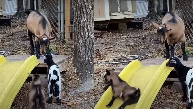 Κατσίκα κάνει τσουλήθρα