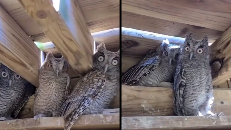 Κάμερες ασφαλείας σε αχυρώνα